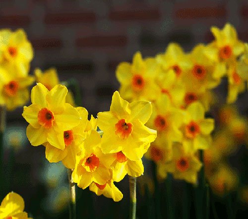  پروفایل گل نرگس عاشقانه