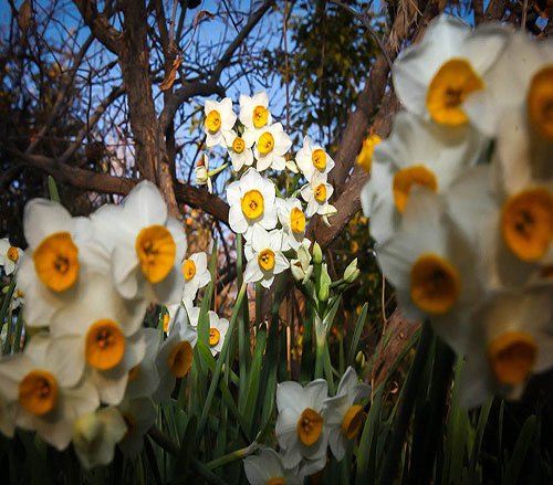  پروفایل گل نرگس عاشقانه