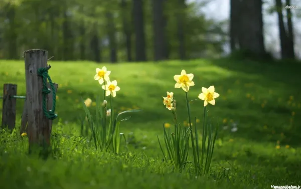  عکس گل نرگس برای پروفایل
