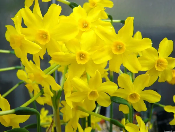  عکس گل نرگس برای پروفایل