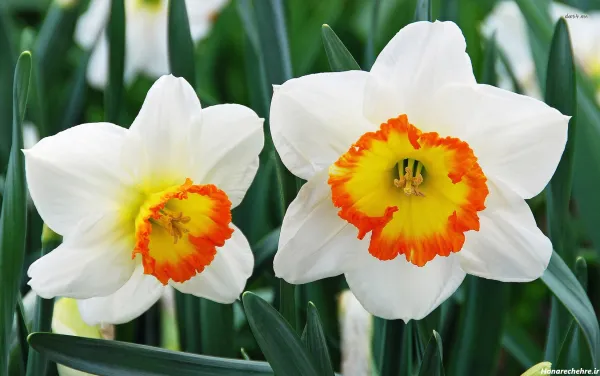  عکس گل نرگس برای پروفایل