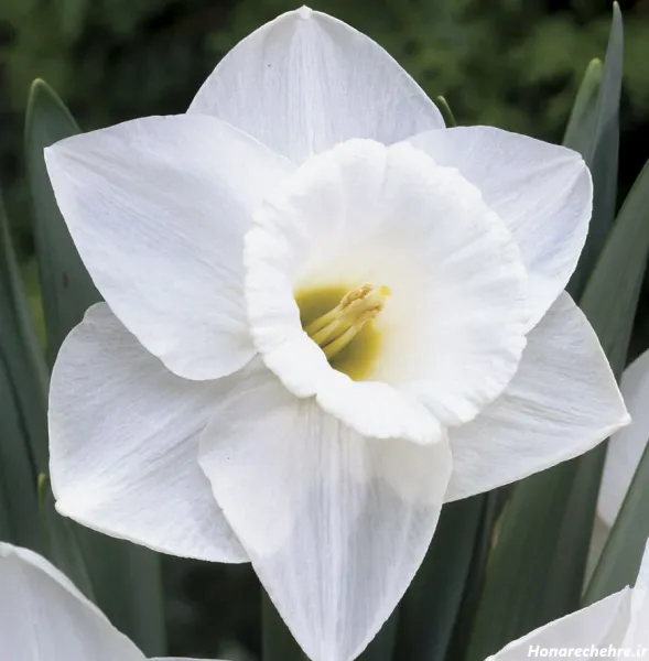  عکس گل نرگس برای پروفایل