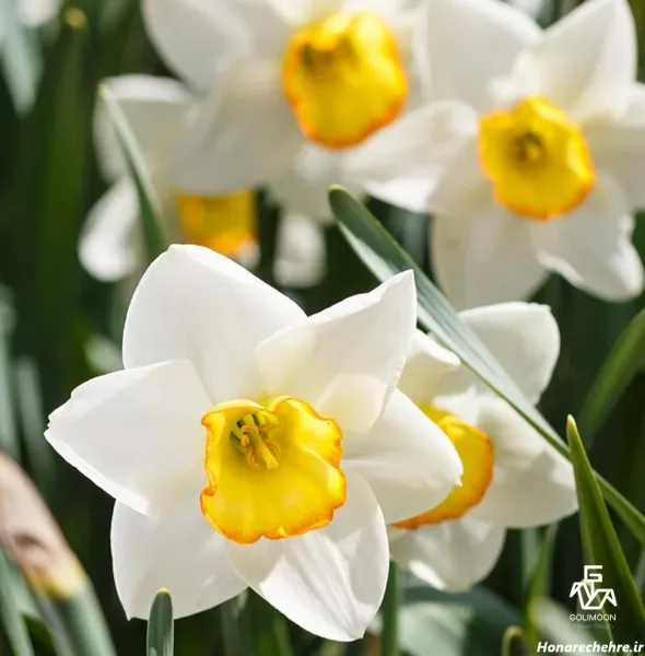  عکس گل نرگس برای پروفایل