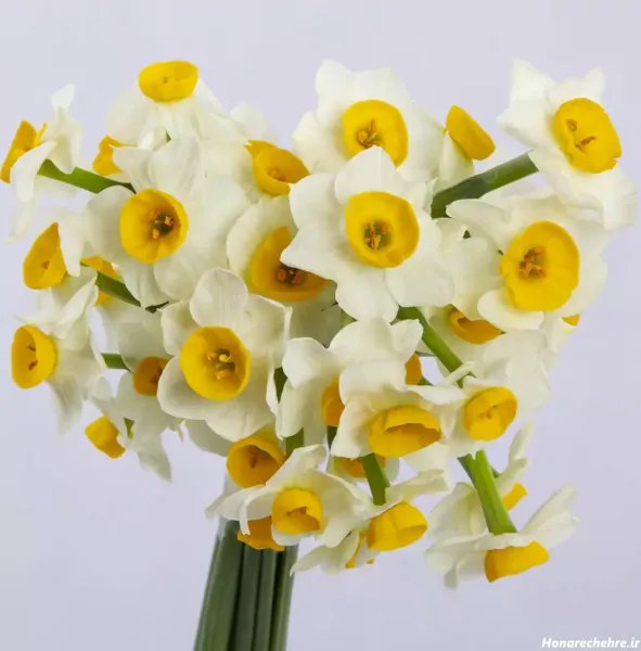  عکس گل نرگس برای پروفایل