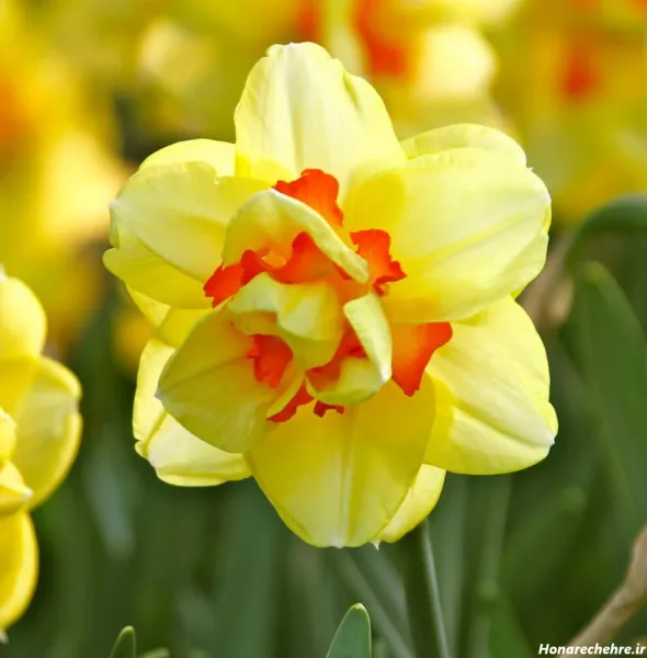  عکس گل نرگس برای پروفایل