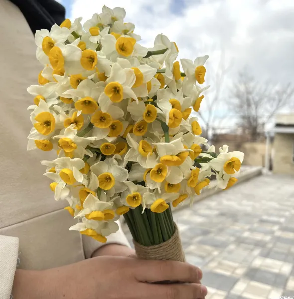  عکس گل نرگس برای پروفایل