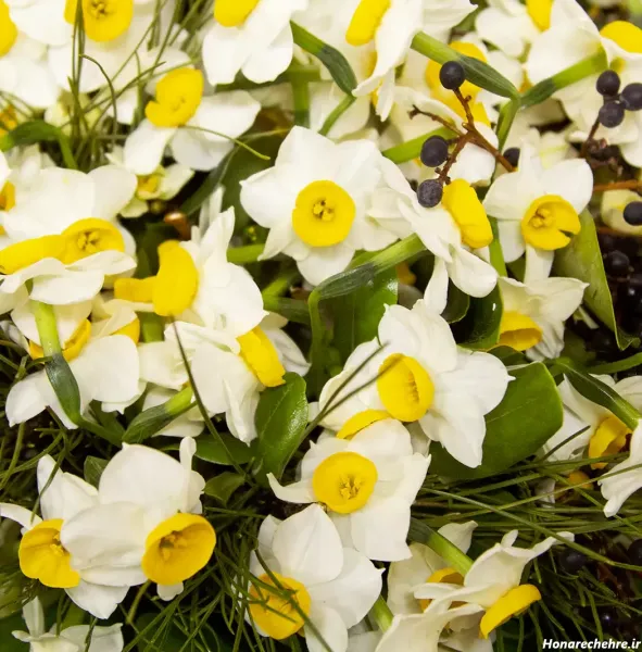  عکس گل نرگس برای پروفایل