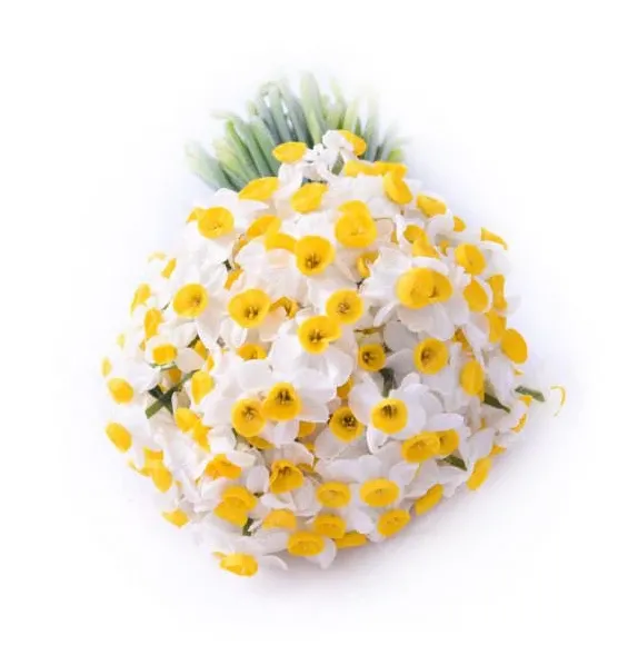  عکس گل نرگس برای پروفایل