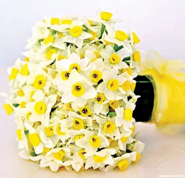  عکس گل نرگس برای پروفایل