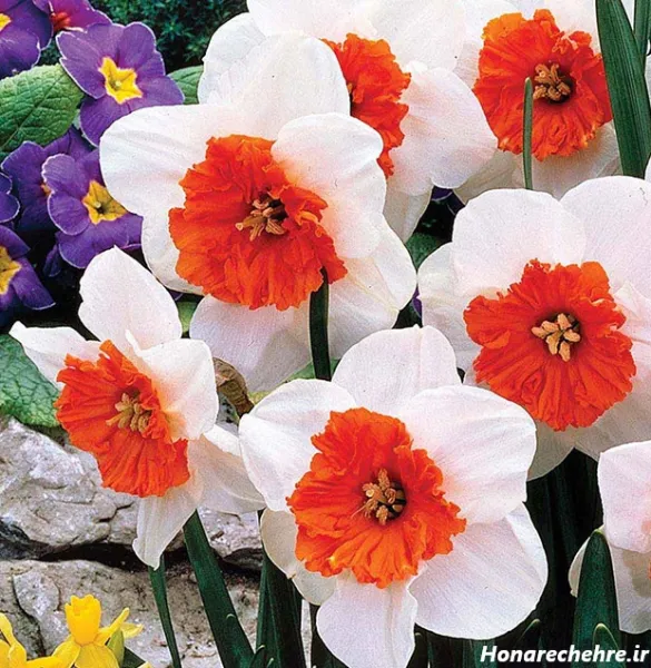  عکس گل نرگس برای پروفایل