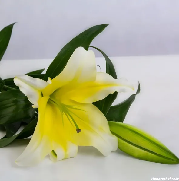  عکس گل نرگس برای پروفایل