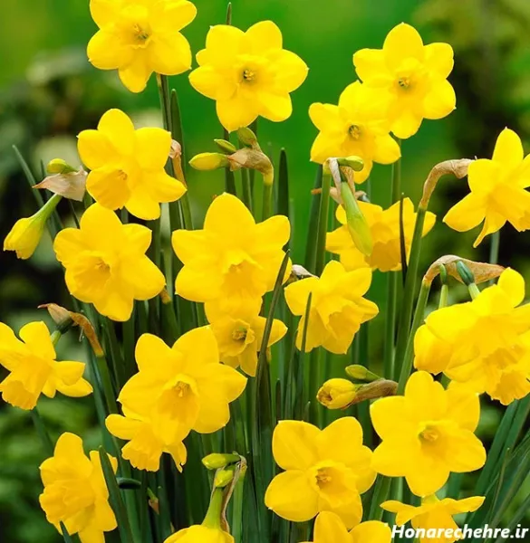  عکس گل نرگس برای پروفایل