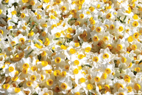  عکس گل نرگس برای پروفایل