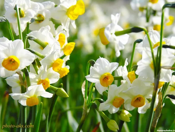  عکس گل نرگس برای پروفایل