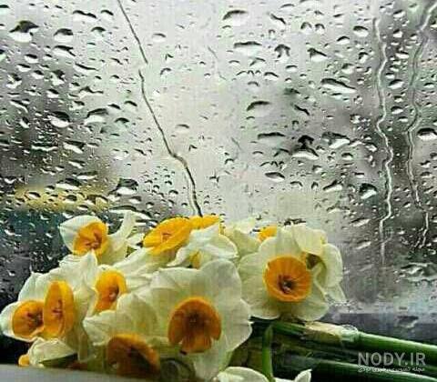عکس گل نرگس در باران برای پروفایل