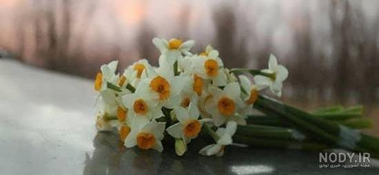  عکس گل نرگس در باران برای پروفایل