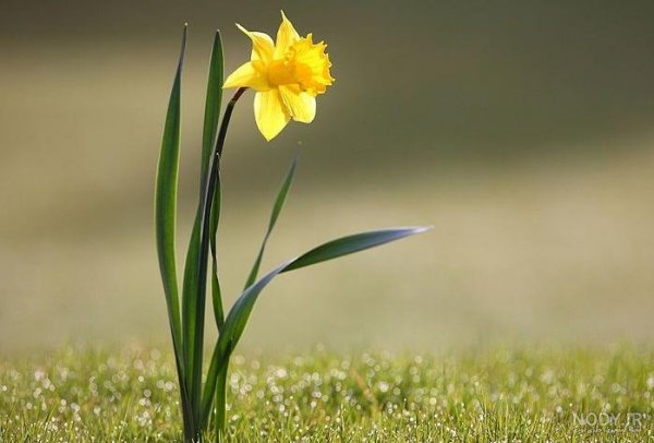  عکس گل نرگس در باران برای پروفایل
