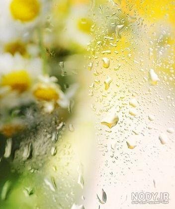  عکس گل نرگس در باران برای پروفایل