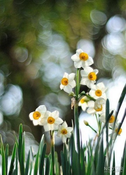  عکس گل نرگس در باران برای پروفایل