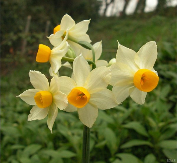  عکس گل نرگس در باران برای پروفایل