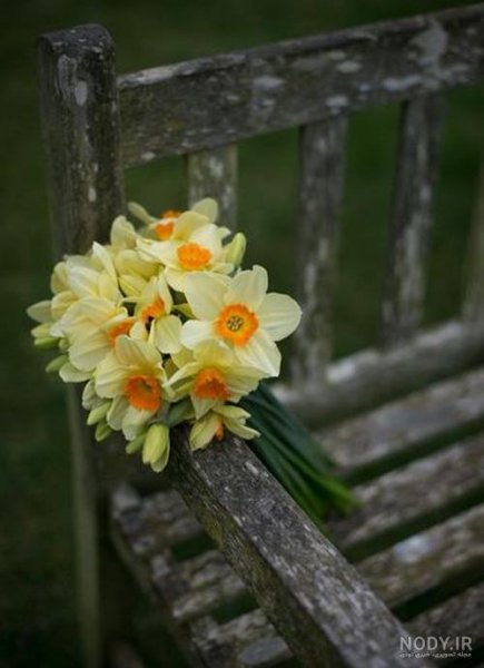  عکس گل نرگس در باران برای پروفایل