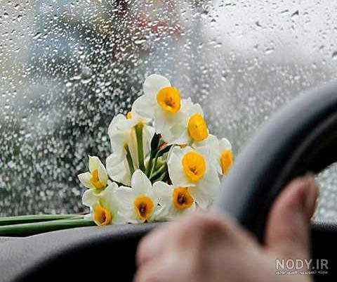  عکس گل نرگس در باران برای پروفایل