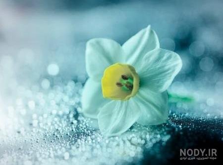  عکس گل نرگس در باران برای پروفایل