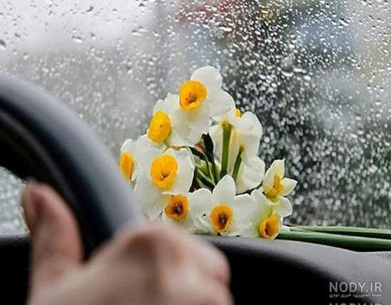  عکس گل نرگس در باران برای پروفایل