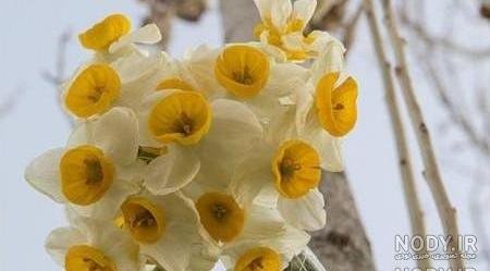 عکس گل نرگس در باران برای پروفایل