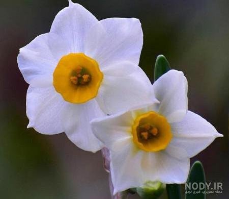  عکس گل نرگس در باران برای پروفایل
