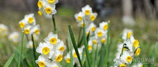  عکس گل نرگس در باران برای پروفایل