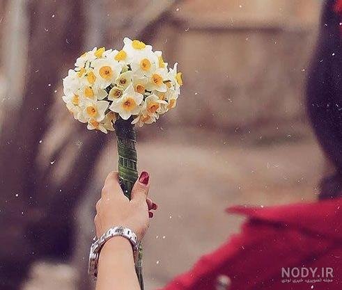  عکس گل نرگس در باران برای پروفایل
