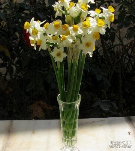  عکس گل نرگس در باران برای پروفایل