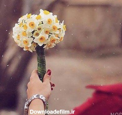  عکس گل نرگس در دست دختر چادری