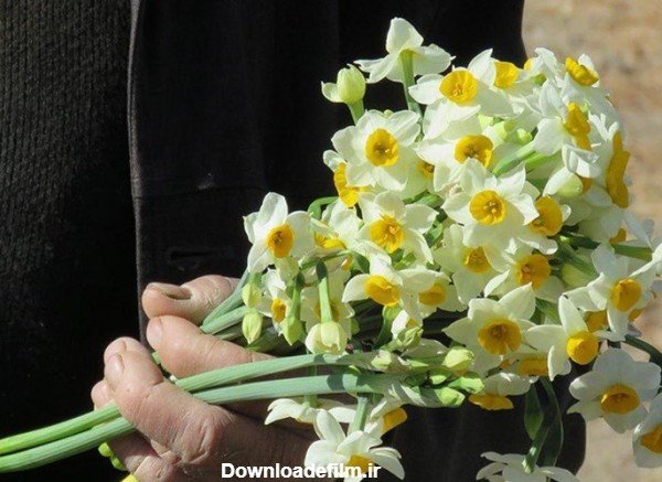  عکس گل نرگس در دست دختر چادری