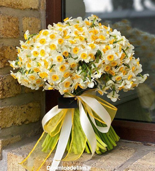  عکس گل نرگس در دست دختر چادری