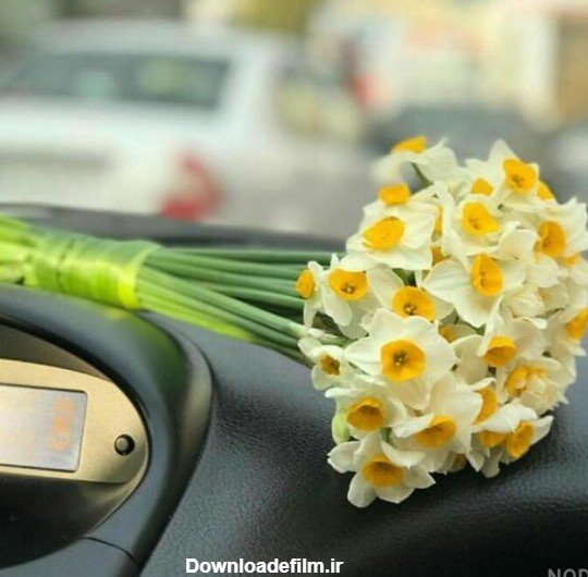  عکس گل نرگس در دست دختر چادری