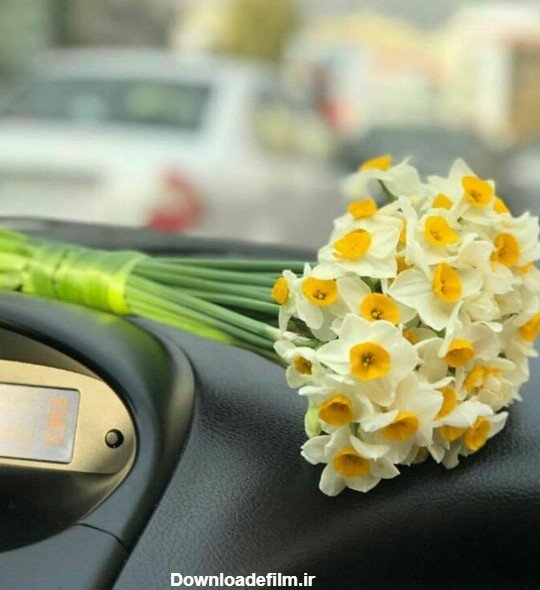  عکس گل نرگس در دست دختر چادری