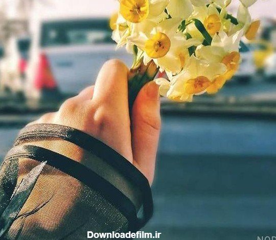  عکس گل نرگس در دست دختر چادری