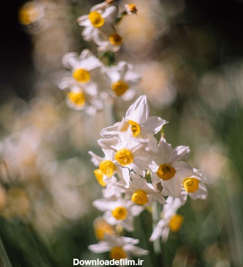  عکس گل نرگس در دست دختر چادری