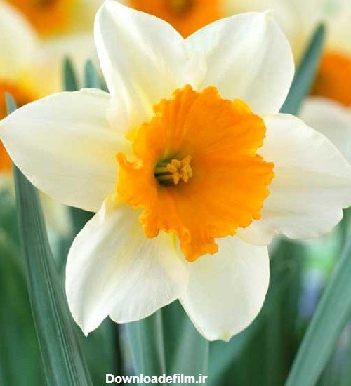  عکس گل نرگس در دست دختر چادری