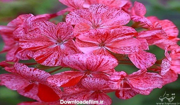  عکس گل نرگس در دست دختر چادری