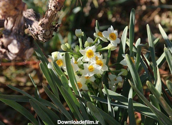  عکس گل نرگس در دست دختر چادری