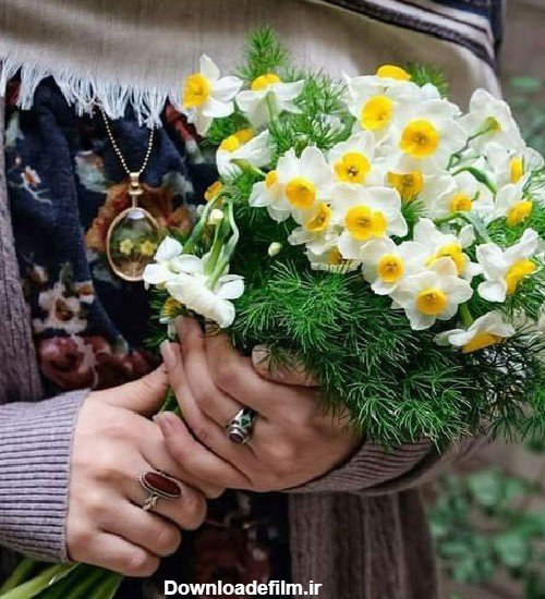  عکس گل نرگس در دست دختر چادری