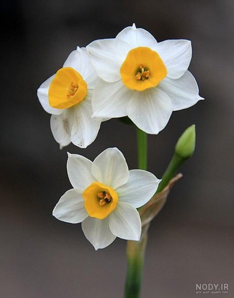  عکس گل نرگس در گلدان