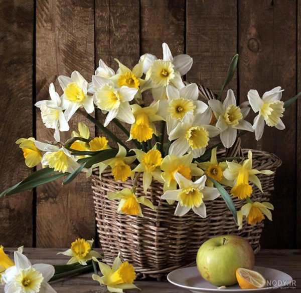 عکس گل نرگس در گلدان