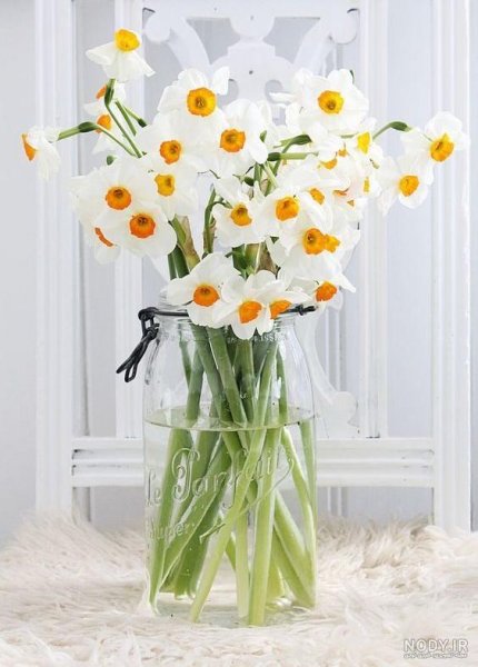  عکس گل نرگس در گلدان