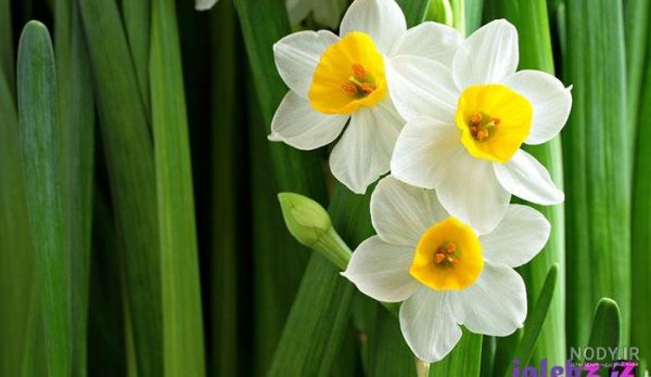  عکس گل نرگس در گلدان