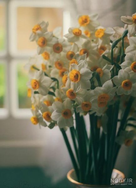  عکس گل نرگس در گلدان