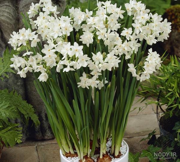  عکس گل نرگس در گلدان